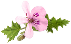 Rose Geranium